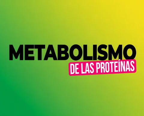 Metabolismo de los aminoácidos y las proteínas